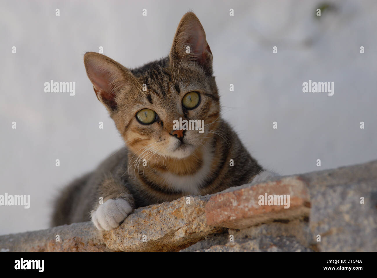 Tabby e bianco, il peering verso il basso a partire da una parete, Grecia DODECANNESO Isola, Non-pedigree Shorthair, Felis silvestris catus forma, a cupola Foto Stock