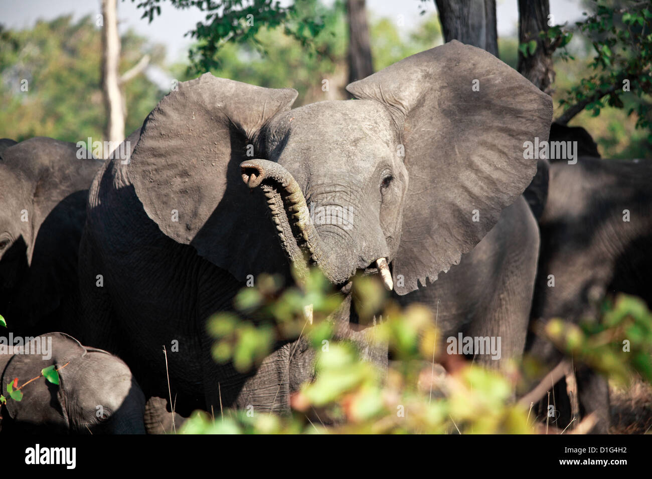 Elefante in liwonde parco nazionale del Malawi Foto Stock