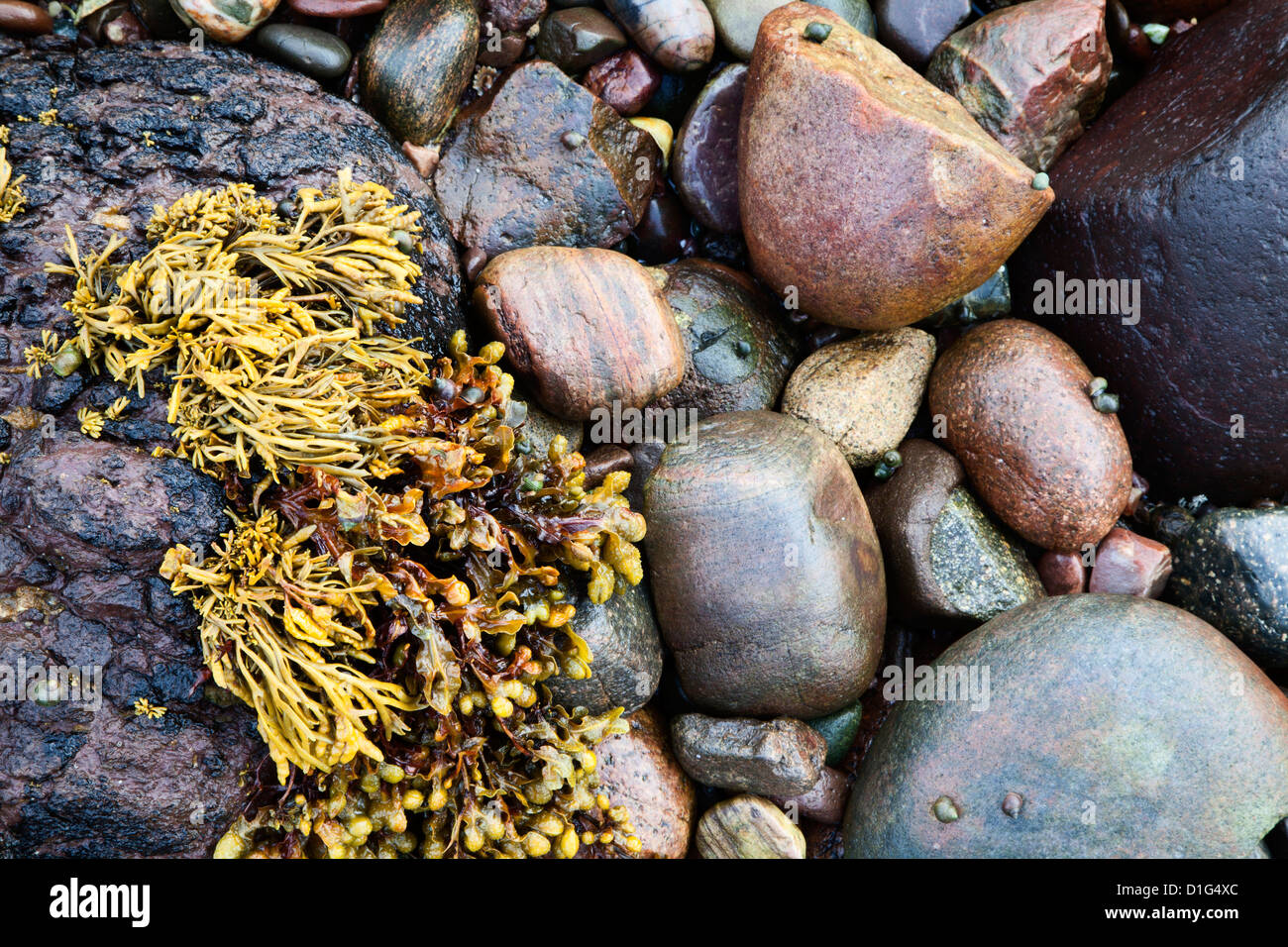Alghe e pietre sulla spiaggia di Catterline, Aberdeenshire, Scotland, Regno Unito, Europa Foto Stock
