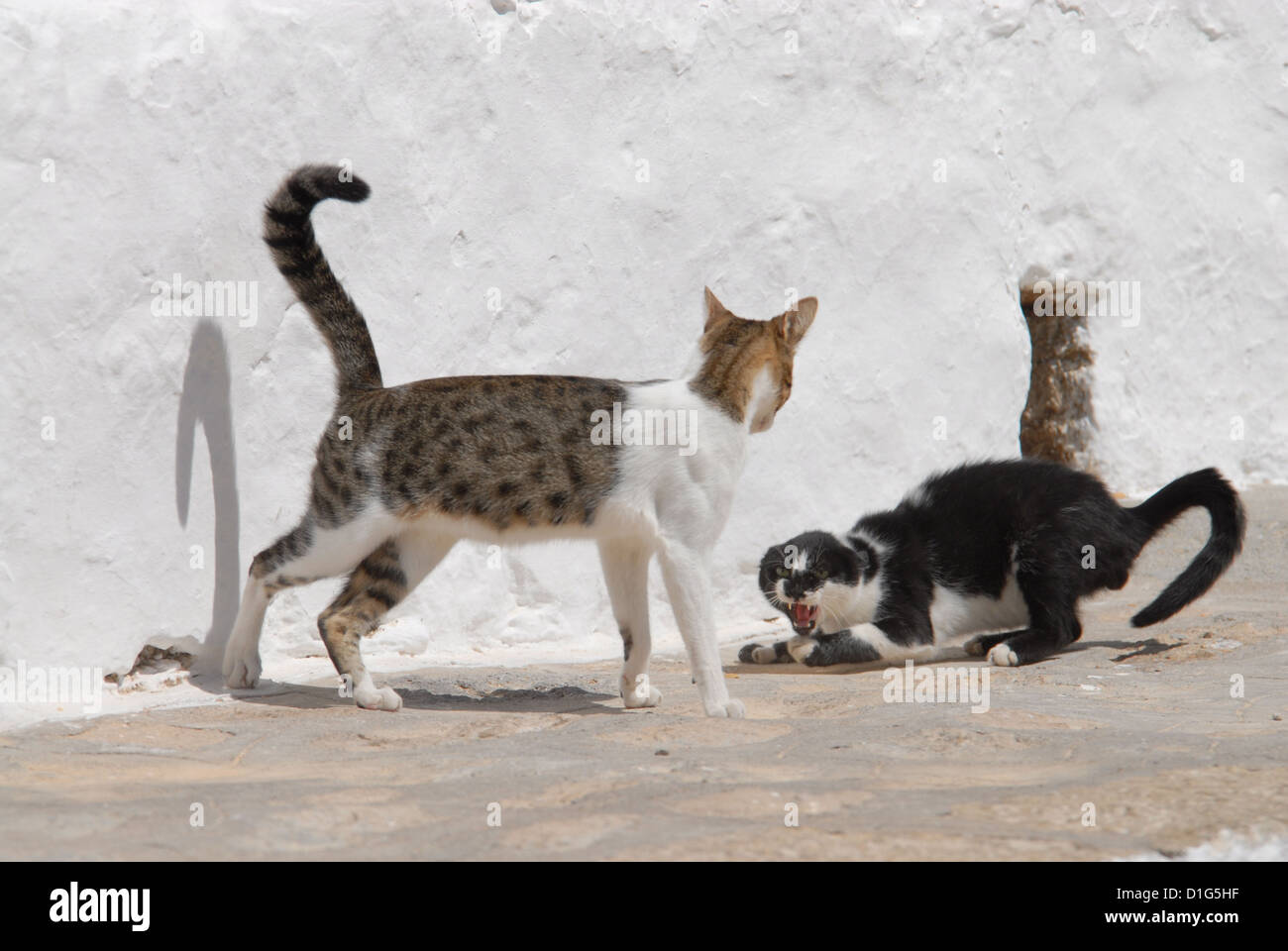 Due gatti hanno una lotta e hiss, Grecia DODECANNESO Isola, Non-pedigree Shorthair, Felis silvestris forma catus, domesticus Foto Stock