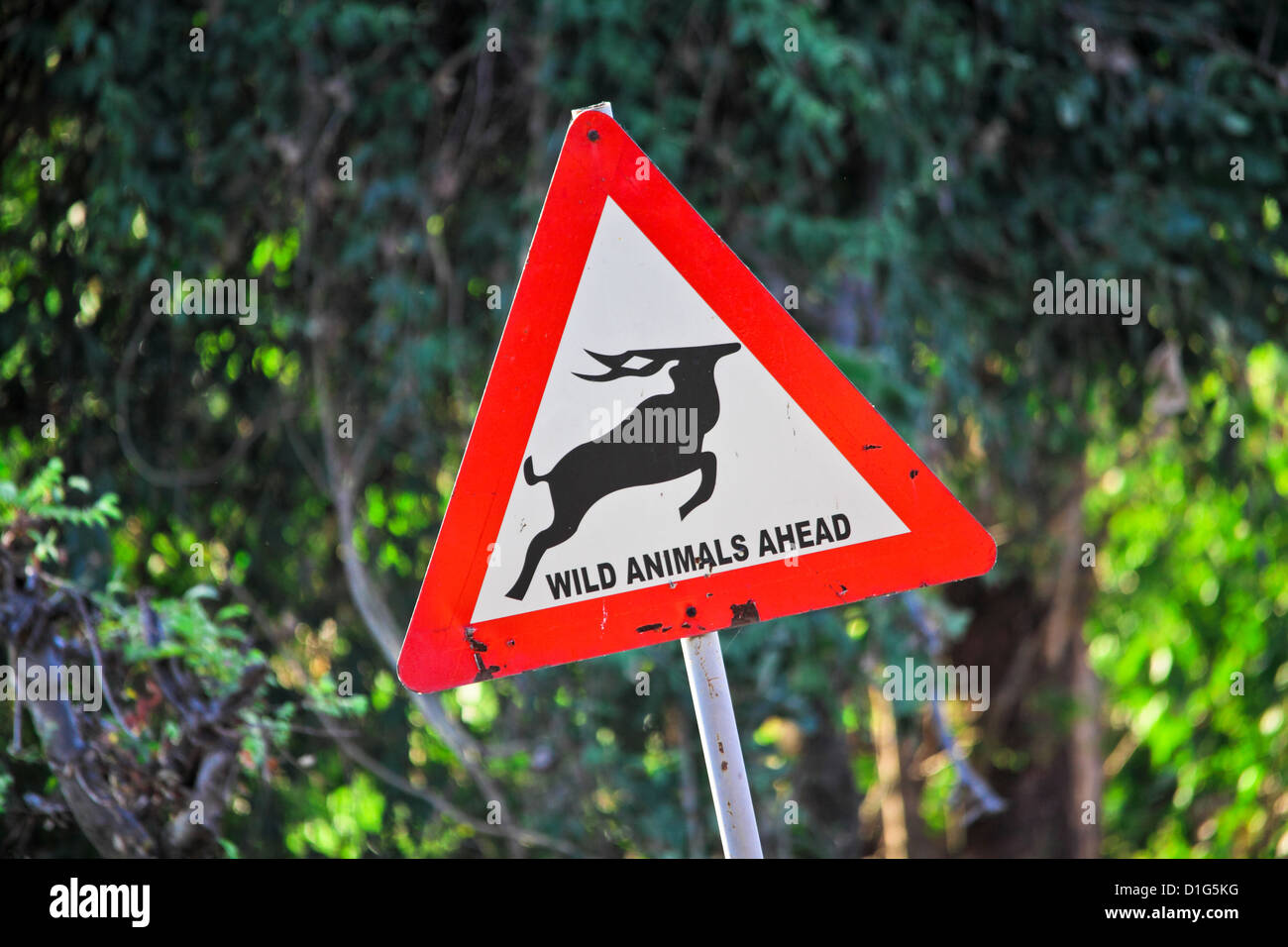 Pericolo segnale stradale animale selvatico in anticipo Foto Stock