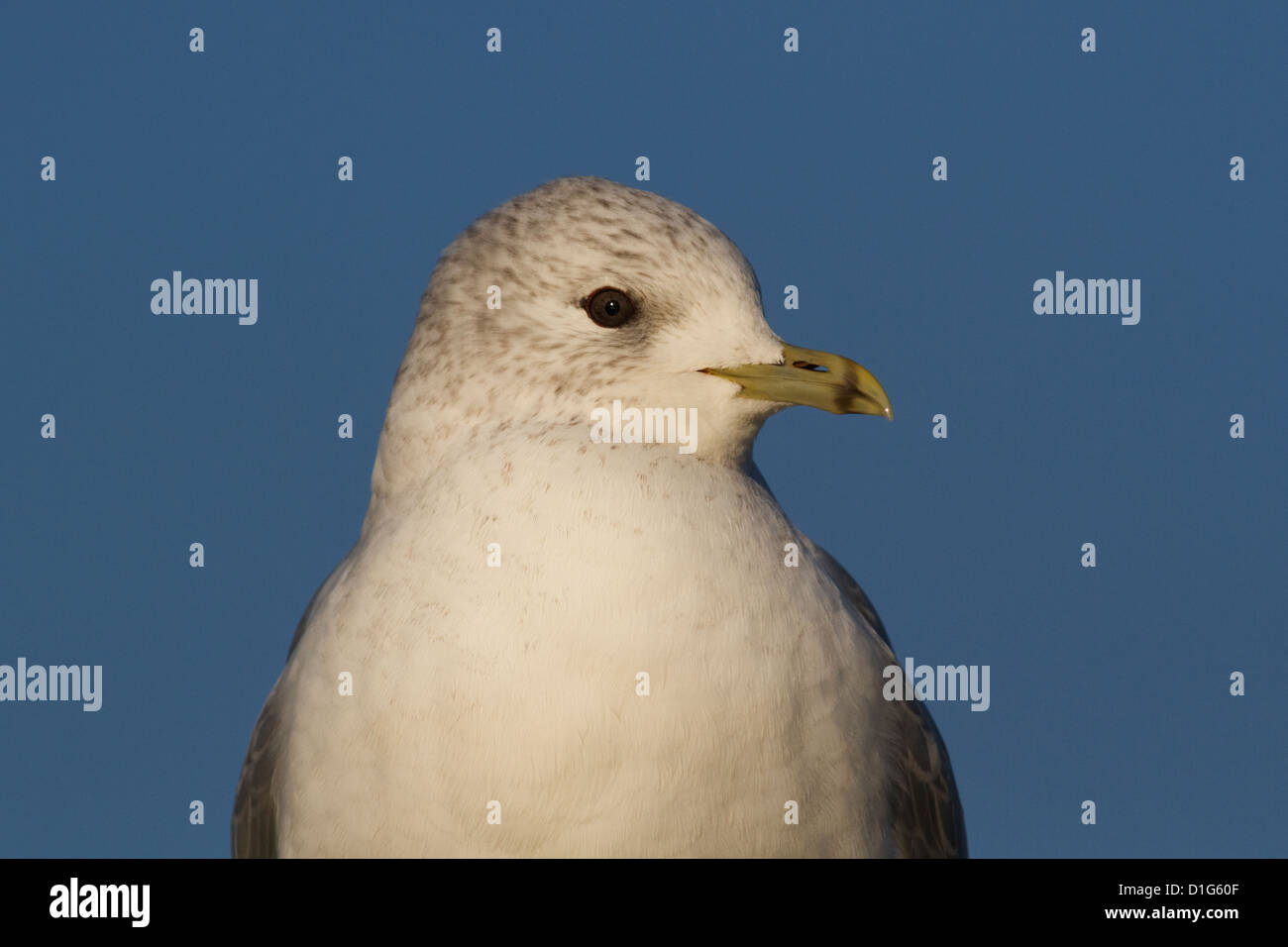 Gabbiano comune Foto Stock