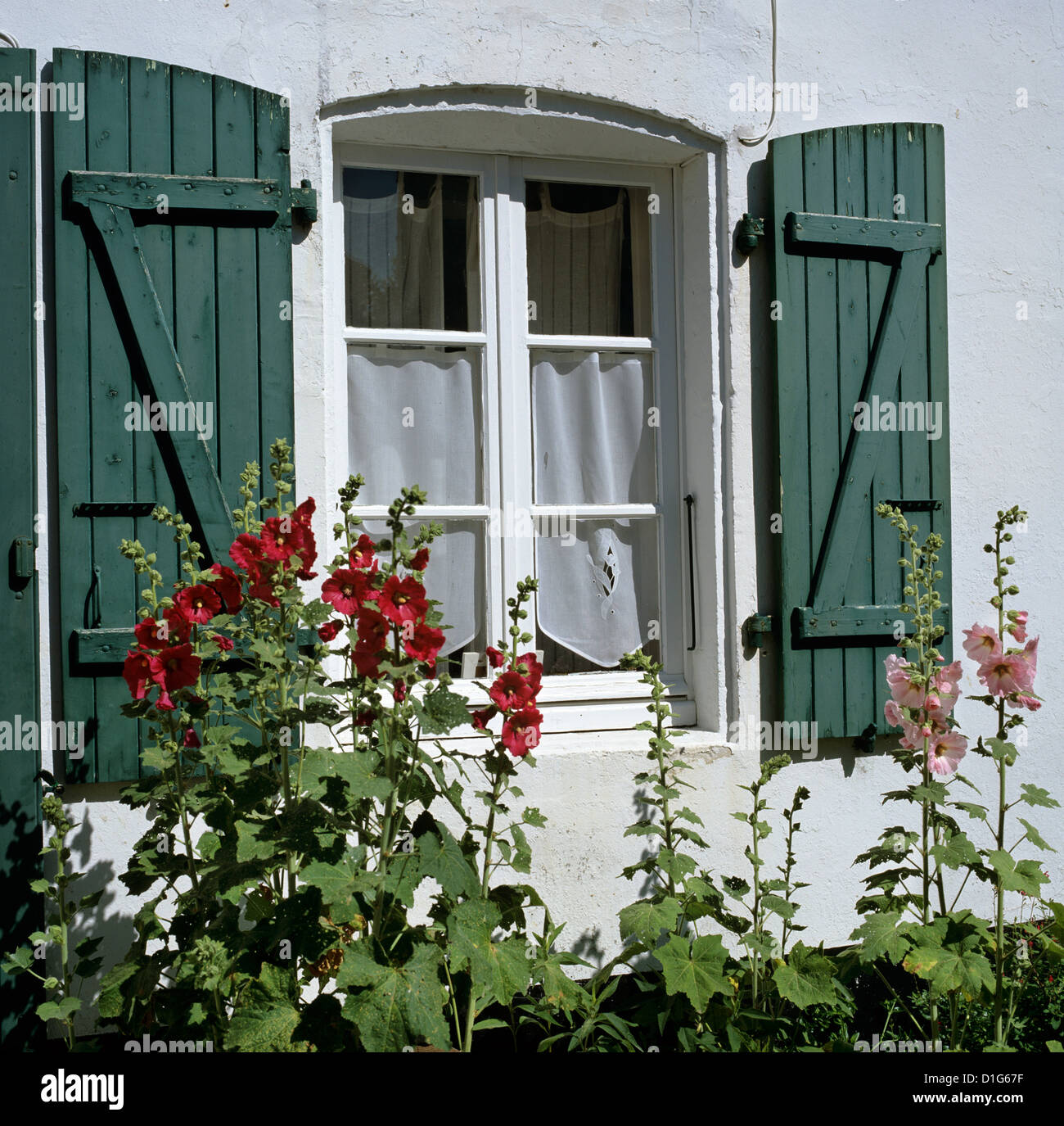 Tipica scena di finestre con persiane e hollyhocks, San Martino, Ile de Re, Poitou-Charentes, Francia, Europa Foto Stock