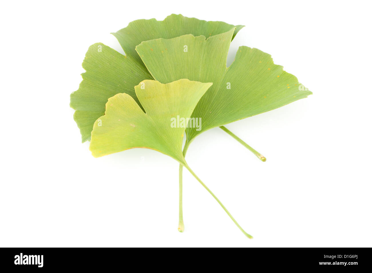 Foglie con struttura ad albero Ginkgo biloba su sfondo bianco Foto Stock