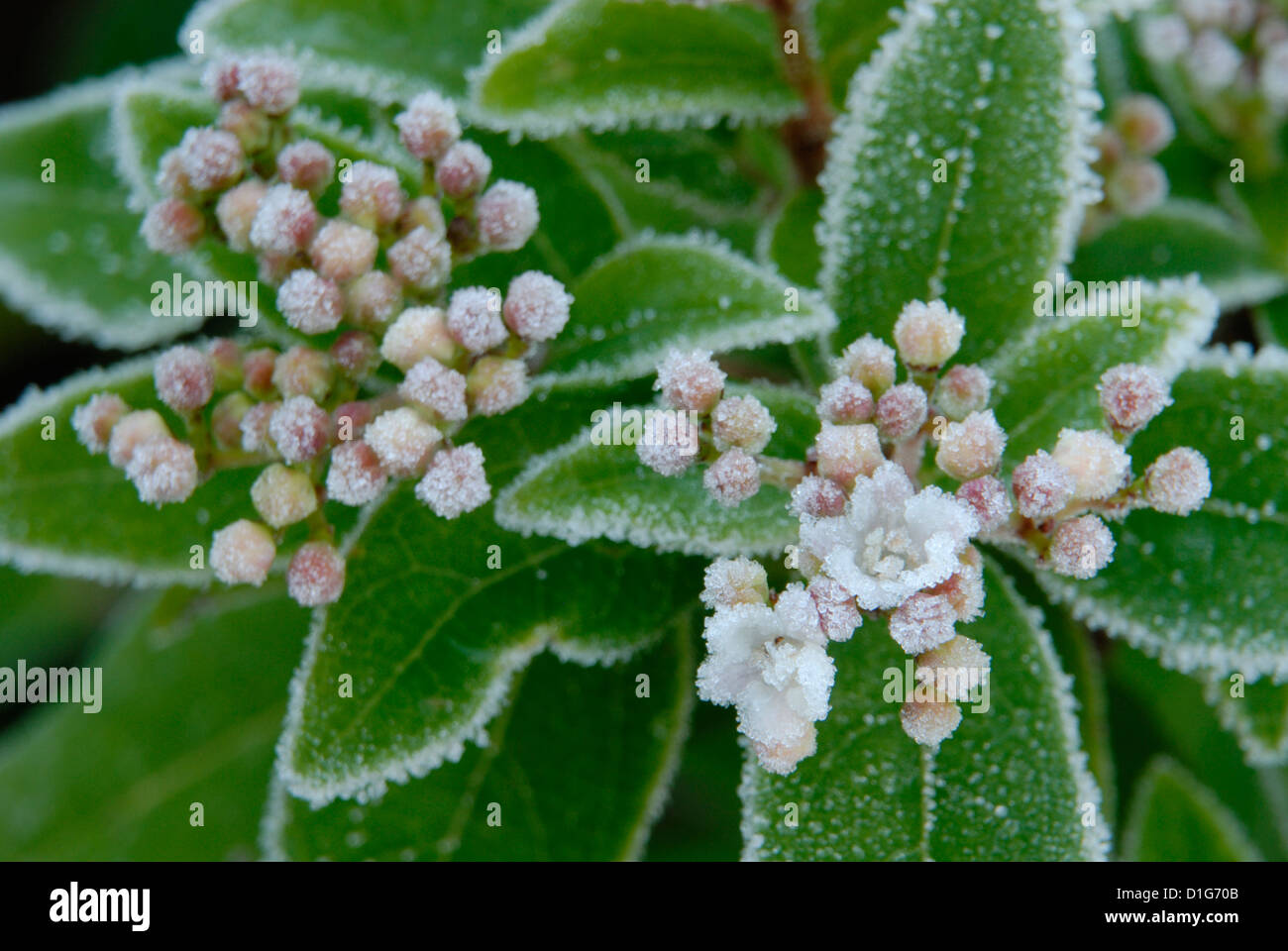Coperto di brina Viburnum fiori Foto Stock