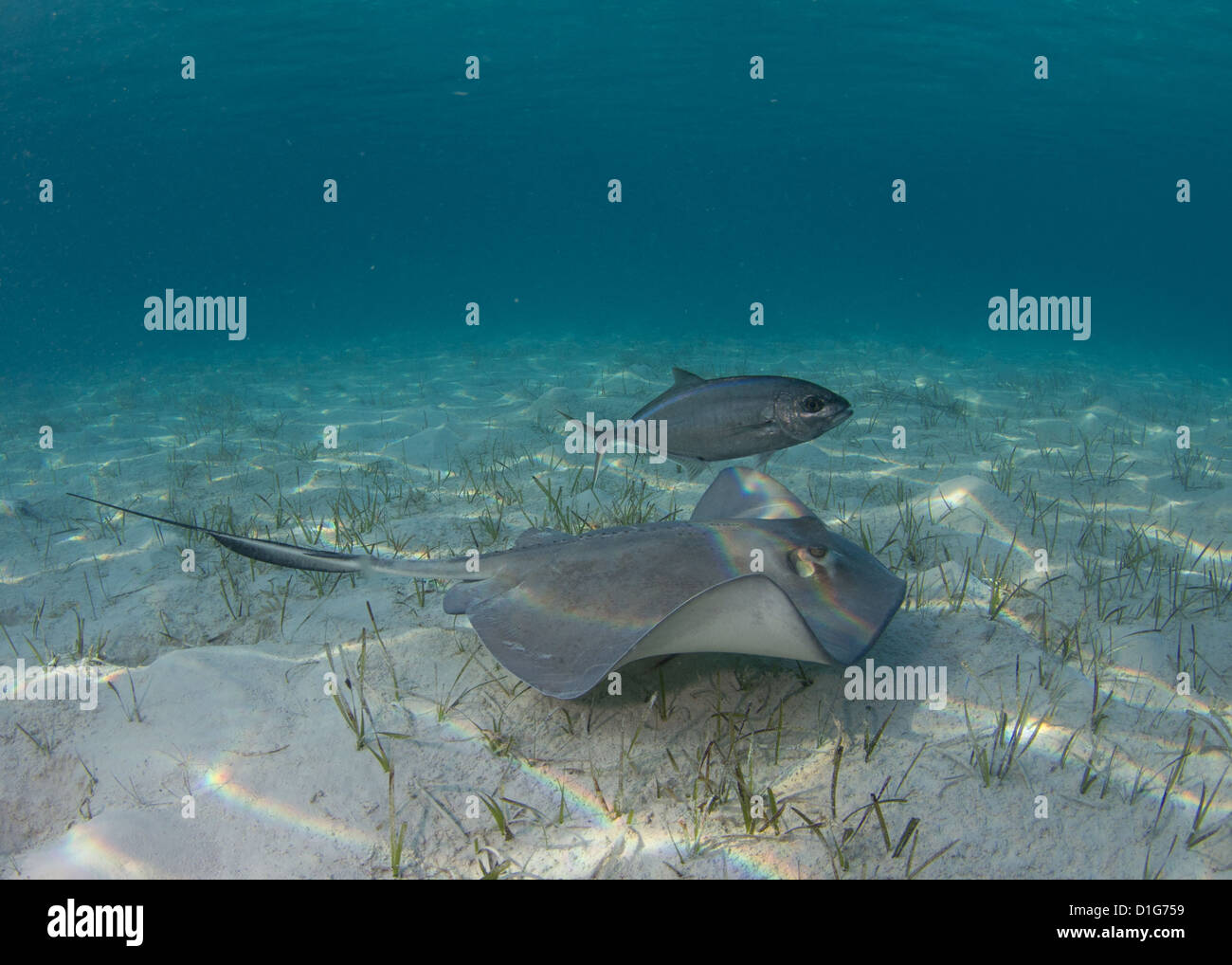 Stingray in sabbia bianca Foto Stock