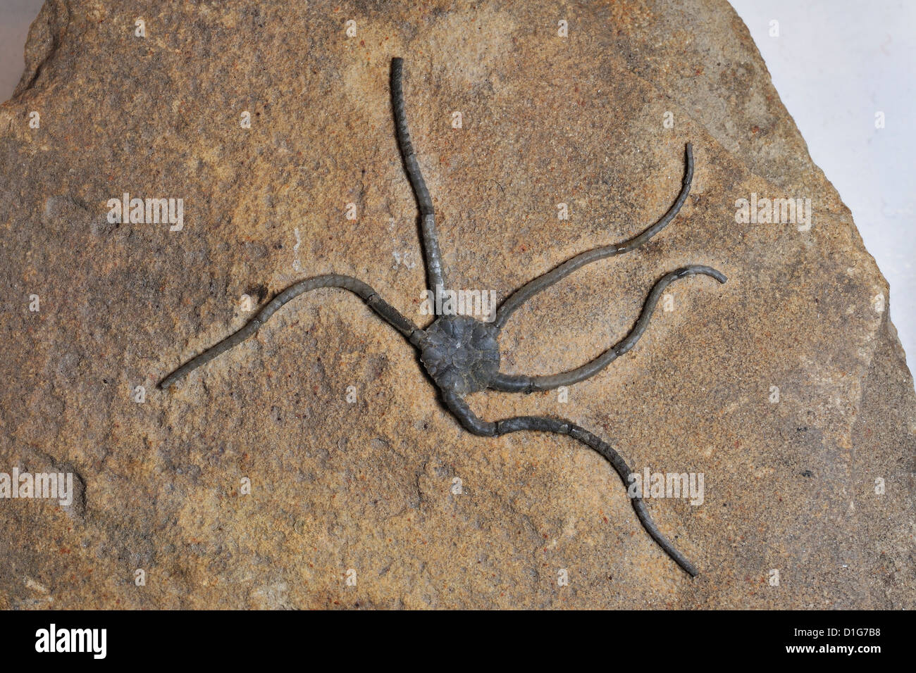 Fossile stella fragile Ophiura graysonensi, Cretacic, Texas, Stati Uniti d'America Foto Stock