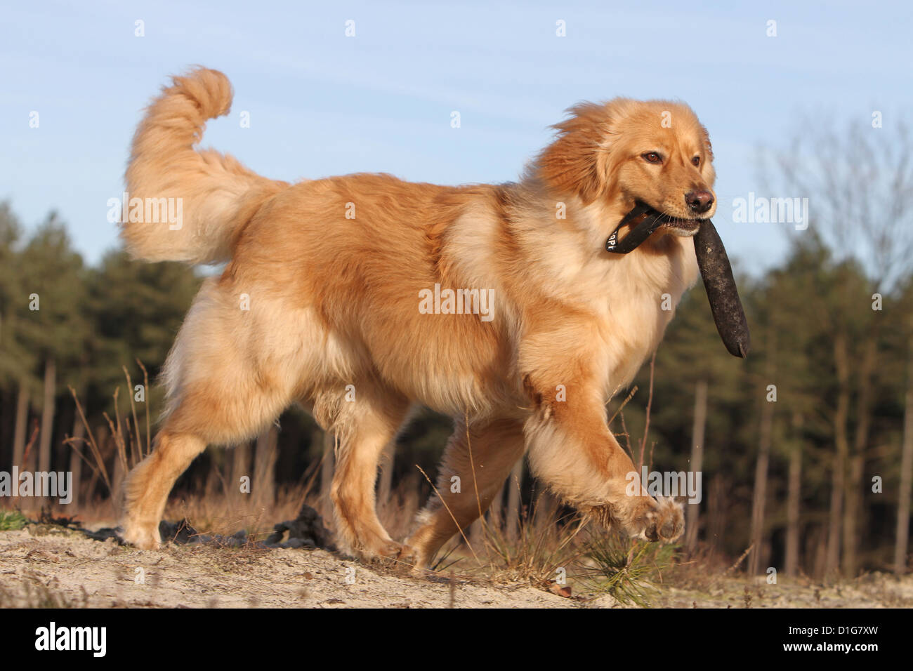 Hovawart cane bionda bionda profilo corrente oggetto report Foto Stock