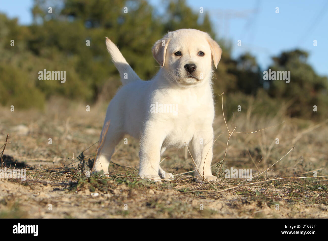 Cane Labrador retriever cucciolo cuccioli stand giallo permanente Foto Stock
