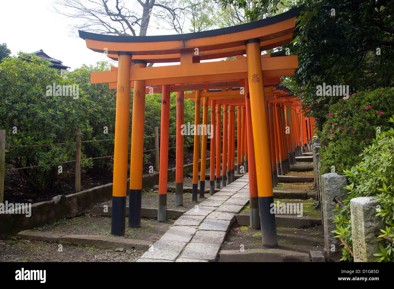 Righe di Torii gates all'Nezu Santuario, Bunkyo, Tokyo, Giappone. Foto Stock