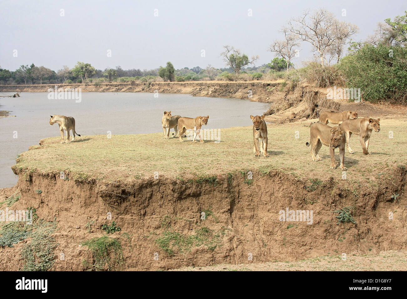 Un orgoglio dei leoni accanto al fiume Zambesi Foto Stock