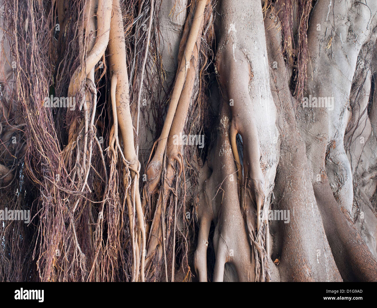 Aria le radici e il tronco di un gigantesco Ficus benjamina in un parco a Aguilas Murcia Spagna Foto Stock