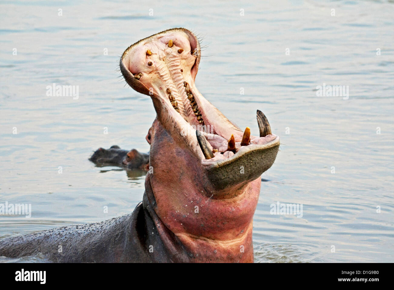 Un ippopotamo con la bocca spalancata esponendo un agguerrita schiera di zanne e denti Foto Stock