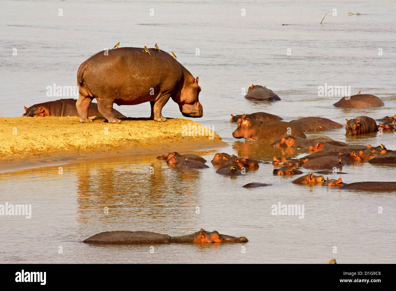 Una femmina adulta cercando dopo un presepio di baby hippos Foto Stock