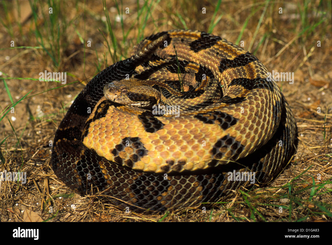 Legname Rattlesnake Crotalus horridus atricaudatus contea di Charleston, Carolina del Sud, Stati Uniti possono adulto dai Viperidi Foto Stock