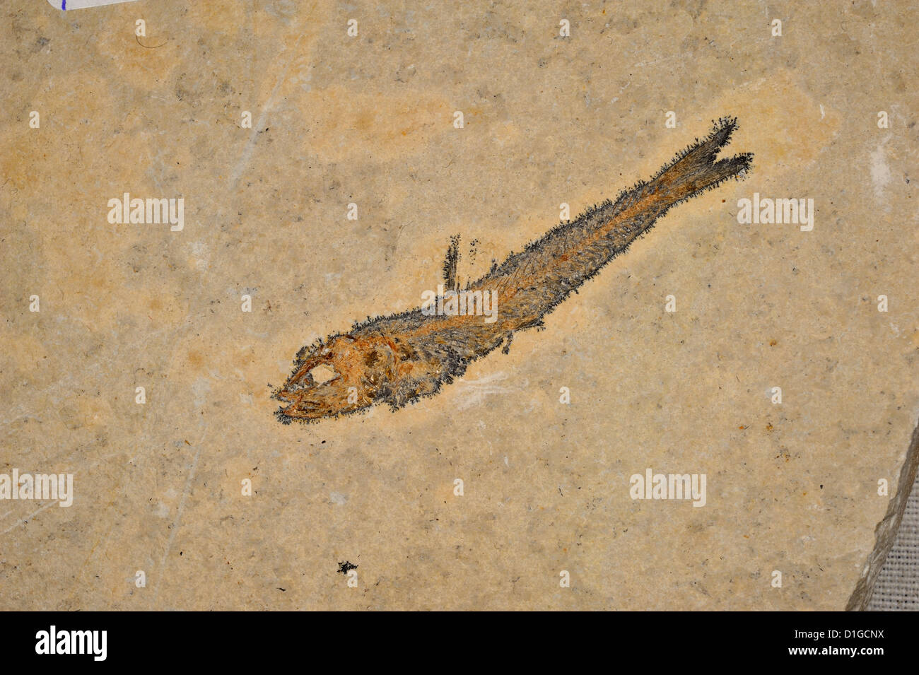 Fossili di pesci lucertola, Synodontidae, Miocen Foto Stock