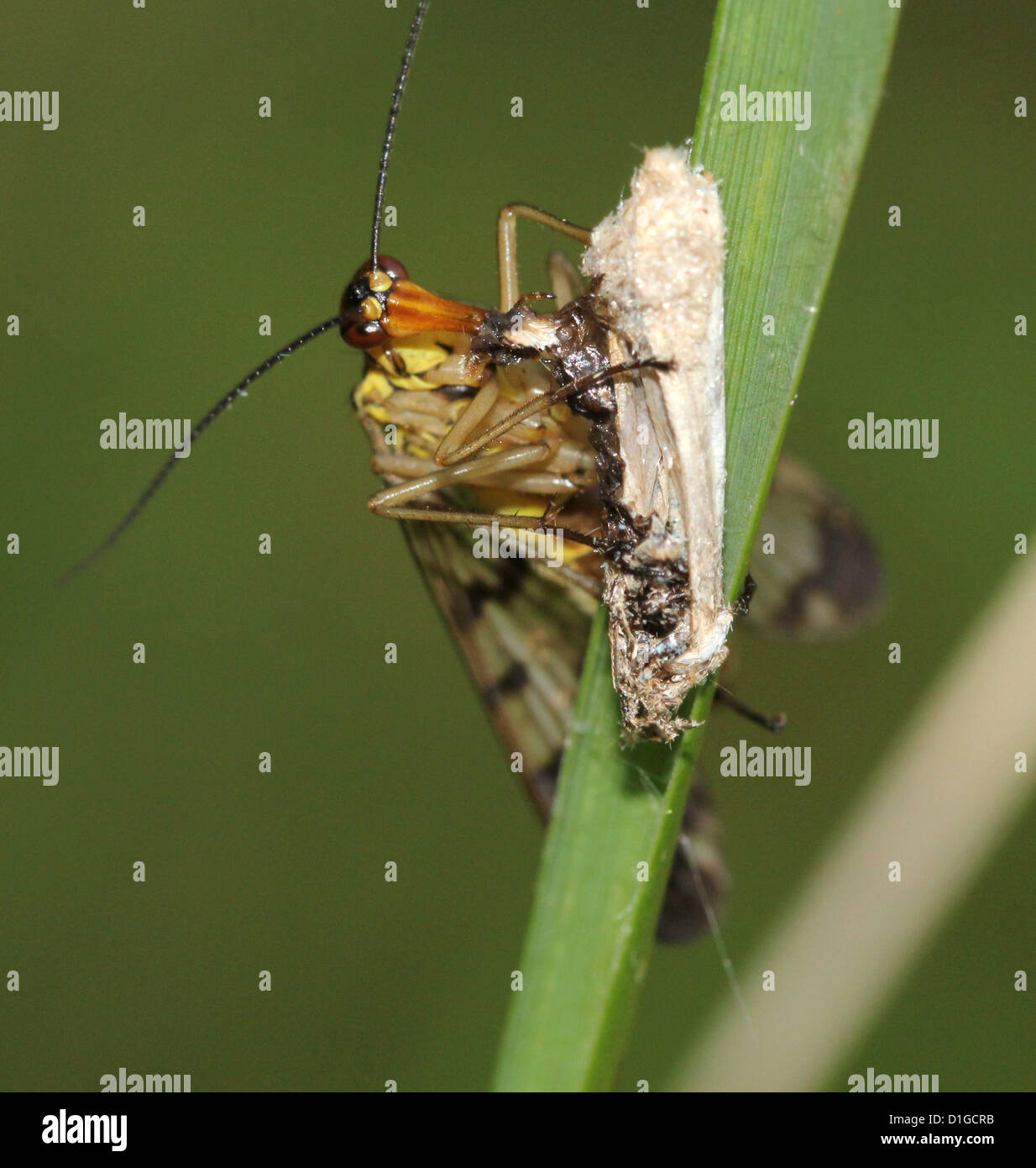 Close-up di un maschio scorpionfly comune ( Panorpa communis) alimentazione su una tarma Foto Stock