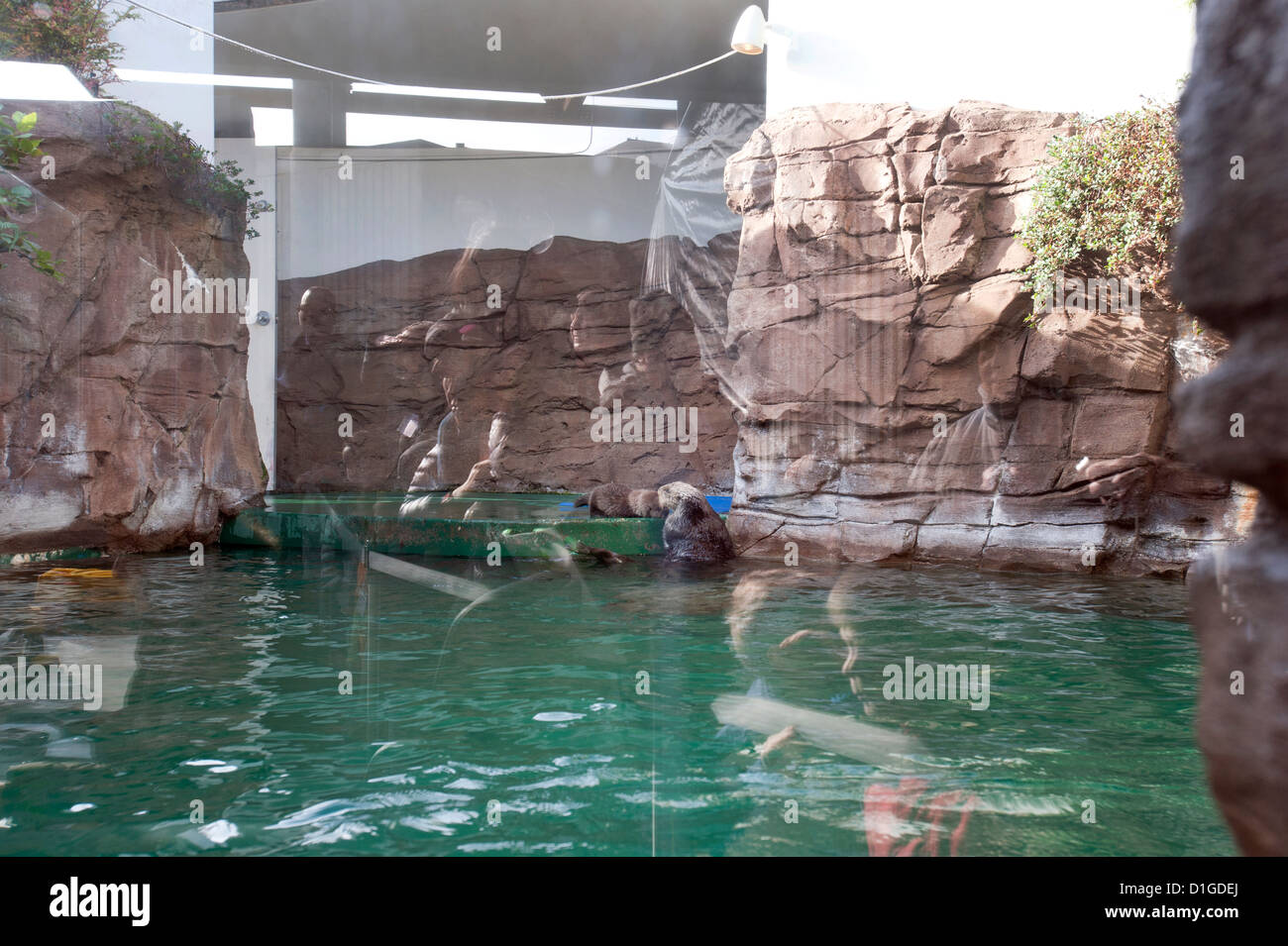 Una madre di Sea Otter, Aniak, la cura per il suo cucciolo femmina, Sekiu. Foto Stock