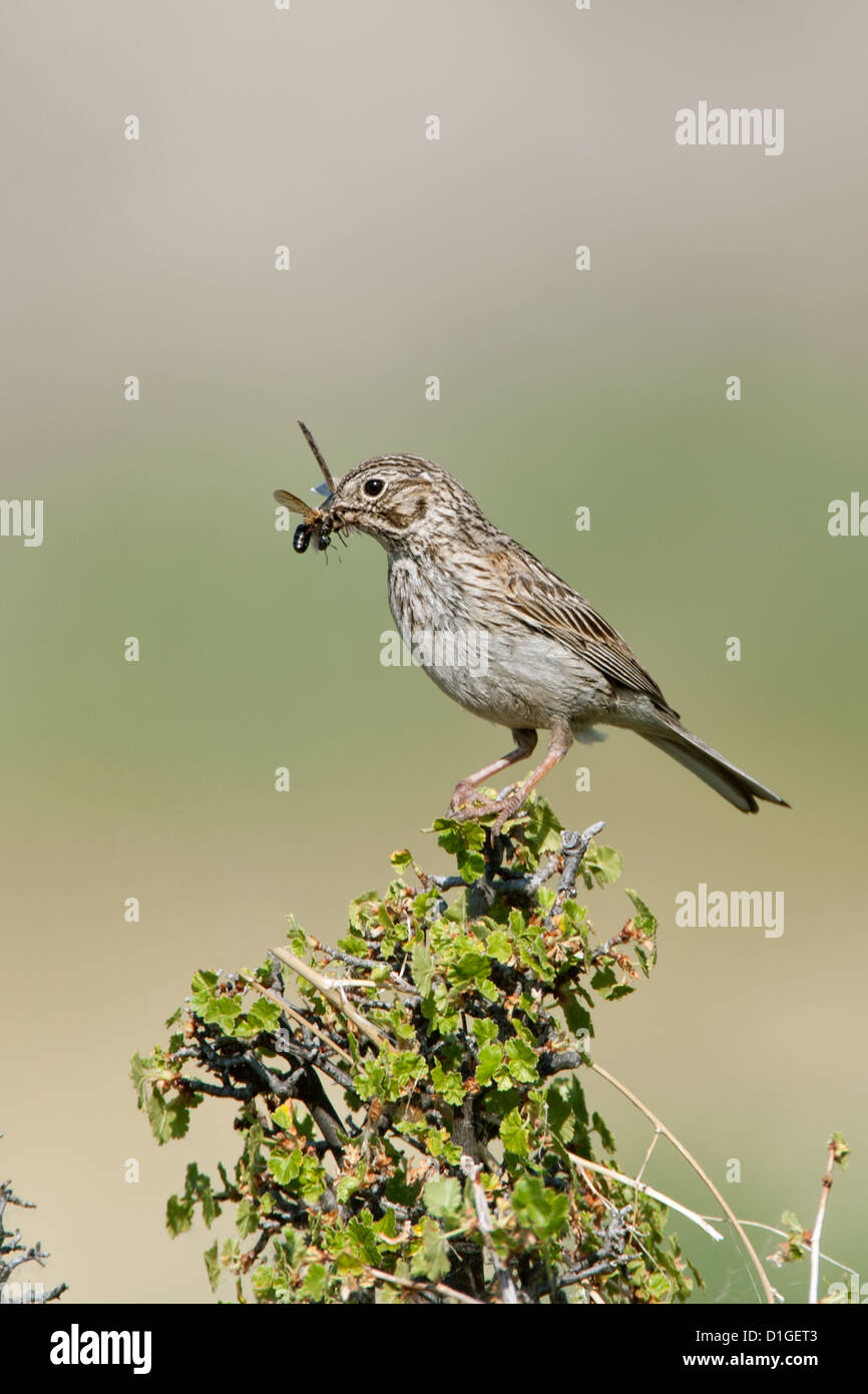 Vesper Sparrow con insetto perching uccelli songbird songbirds Ornithology Scienza natura natura natura ambiente passeri verticale Foto Stock