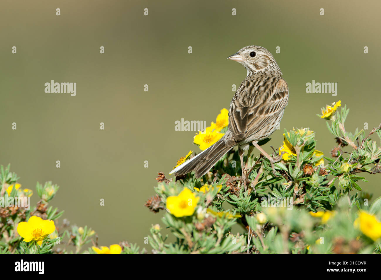 Vesper Sparrow in shrubby Cinquefoil fiori fiori fiori perching uccelli songbird songbirds Ornitologia Scienza natura fauna selvatica ambiente passeri Foto Stock