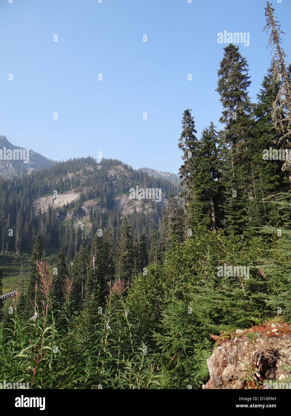 Sentiero lungo una cresta boscosa vicino a Snoqualmie Pass, Washington Foto Stock