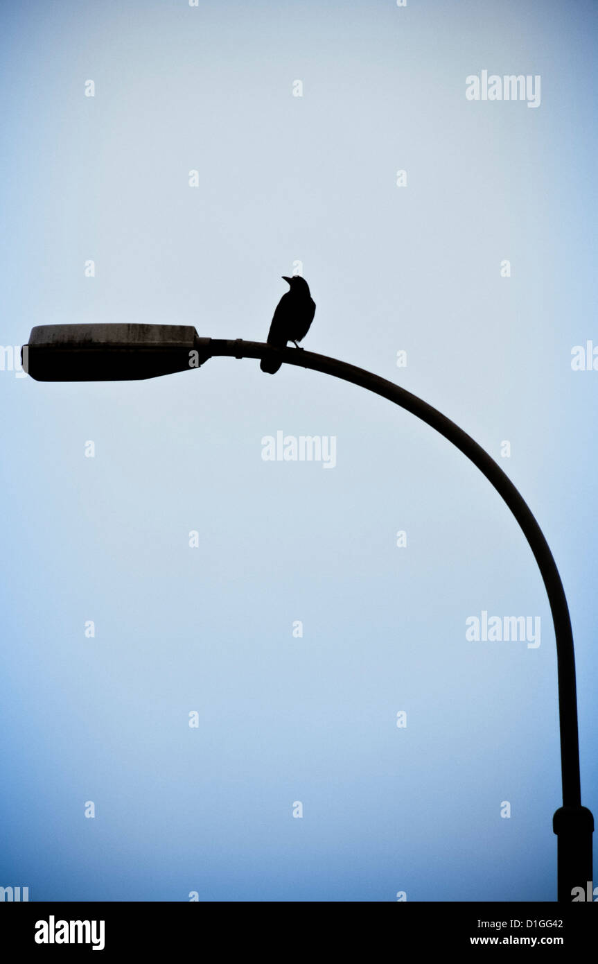 Silhouette di un corvo in piedi su un lampione Foto Stock