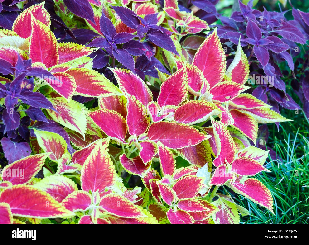 Coleus rosso e viola per impianto closeup (natura sfondo) Foto Stock