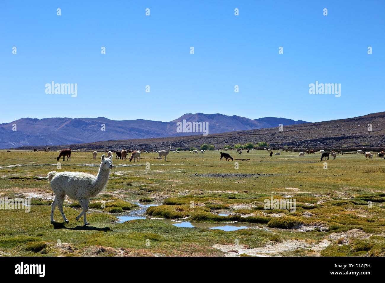 Lama e alpaca pascolare, Tunupa, Bolivia, Sud America Foto Stock