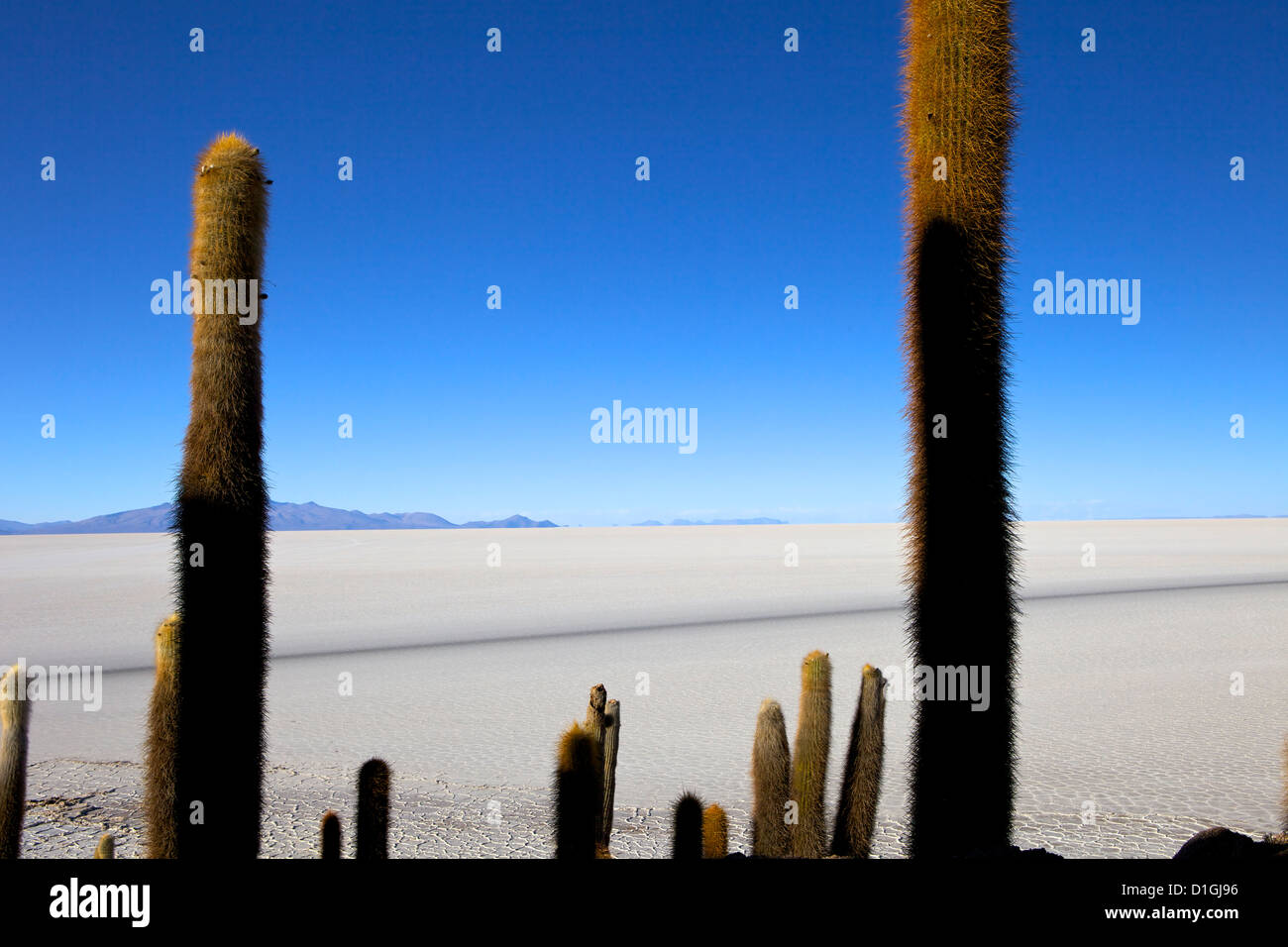 Cacti su Isla de los isole Pescadores e saline del Salar de Uyuni, Southwest Highlands, Bolivia, Sud America Foto Stock