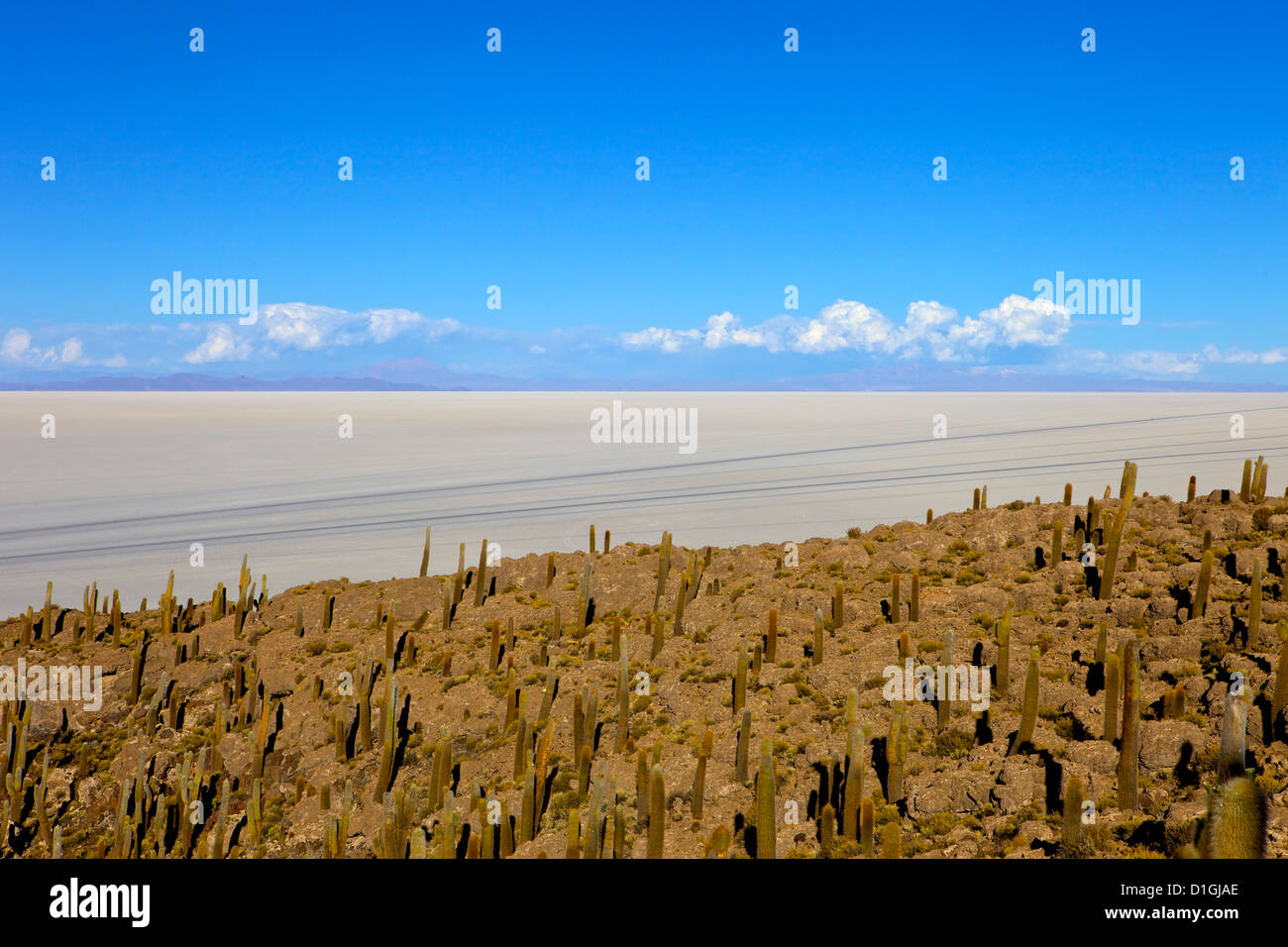 Cacti su Isla de los isole Pescadores e le saline, Salar de Uyuni, Southwest Highlands, Bolivia, Sud America Foto Stock