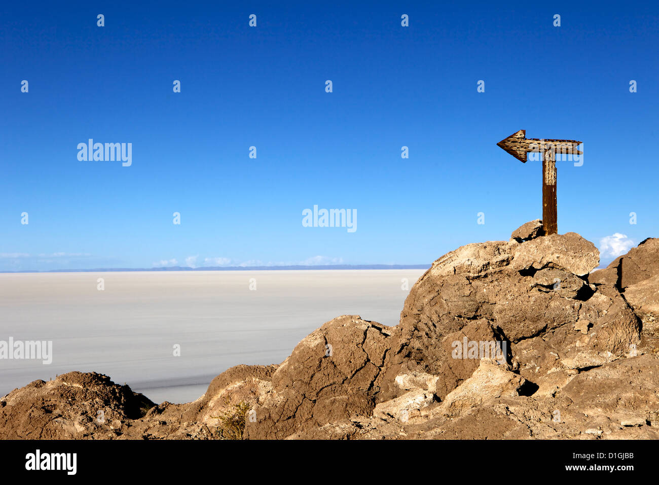 Cactus freccia sulla Isla de los isole Pescadores e le saline, Salar de Uyuni, Southwest Highlands, Bolivia, Sud America Foto Stock