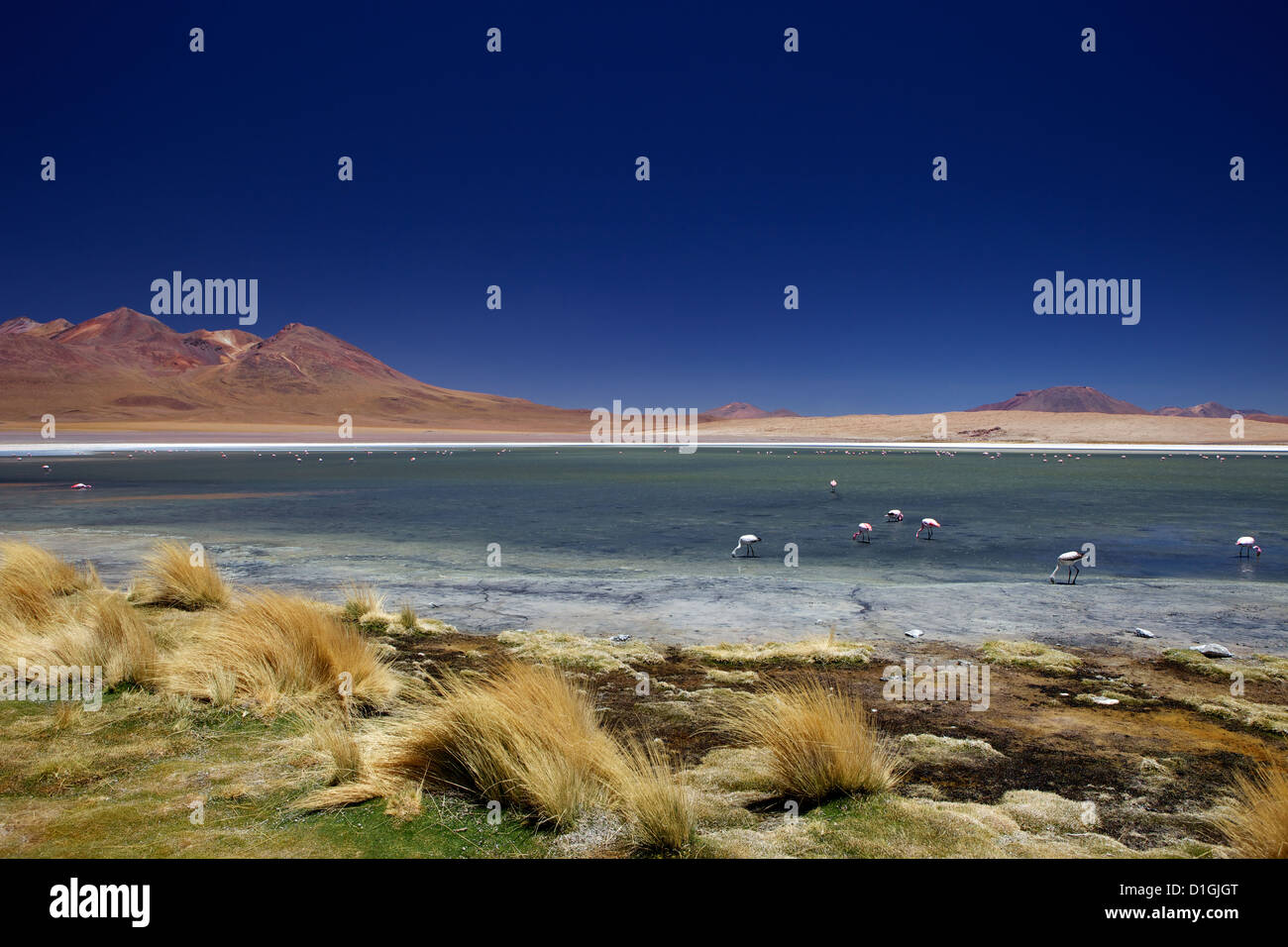Fenicotteri rosa sulla Laguna Canapa, Lipez sud, sud-ovest Highlands, Bolivia, Sud America Foto Stock