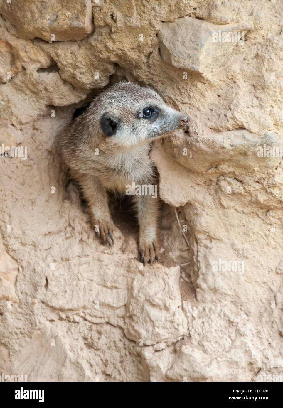 Meerkat della Guardia Foto Stock