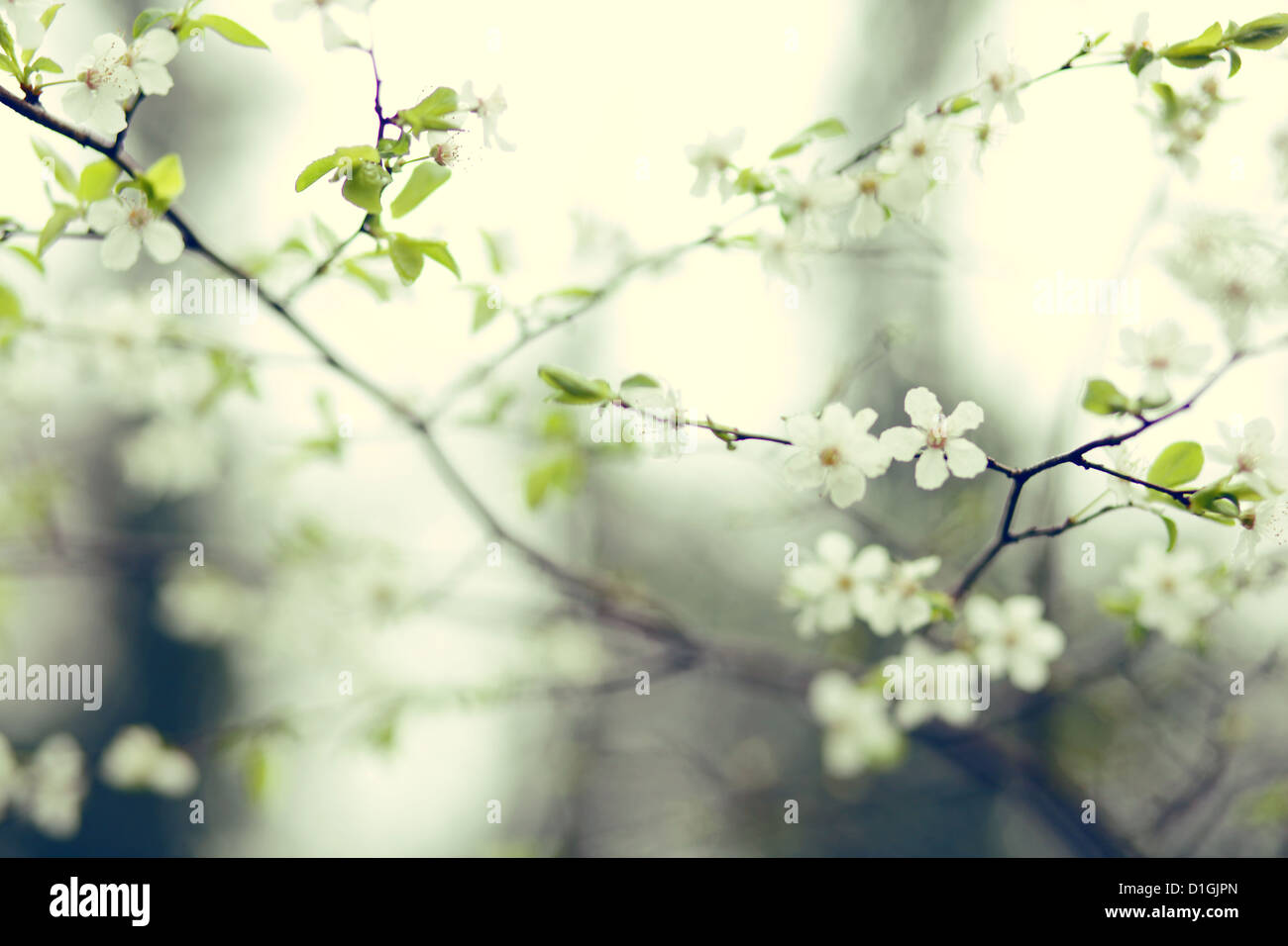 Una chiusura della fioritura dei ciliegi in fiore in primavera Foto Stock
