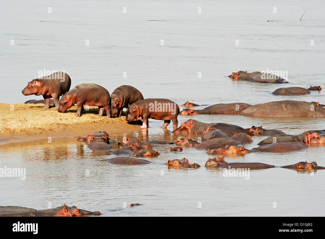 Un gruppo di giovani ippopotami in fiume Zambesi Foto Stock