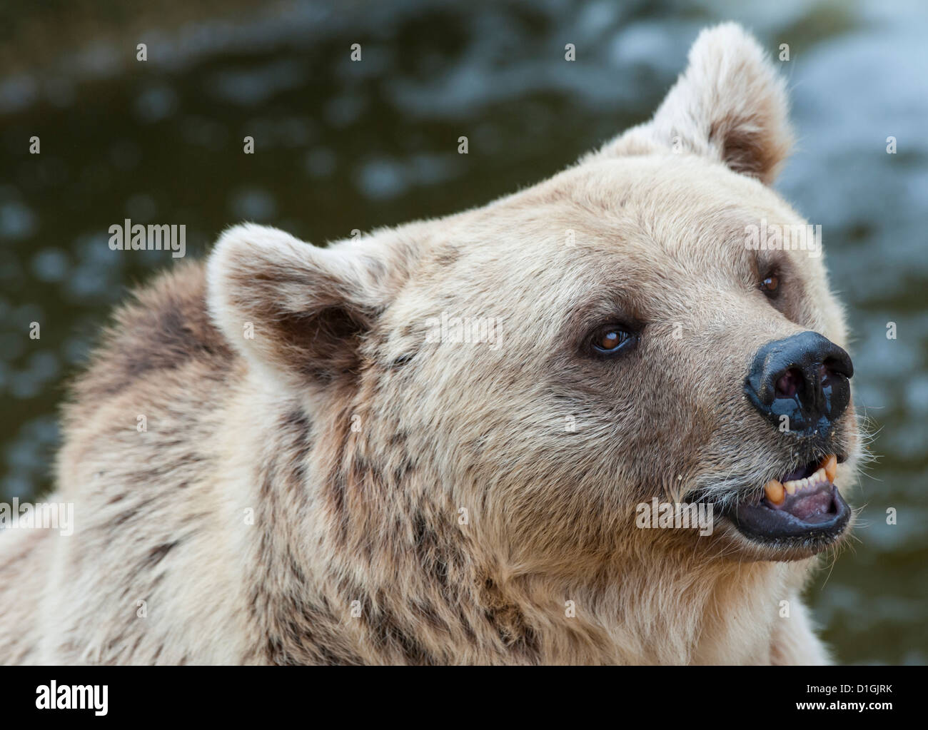 Close up di un Orso bruno Foto Stock