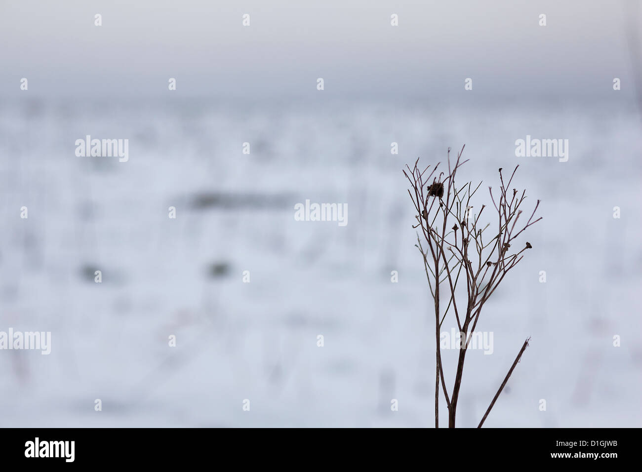 Pianta morta in un campo nevoso Foto Stock