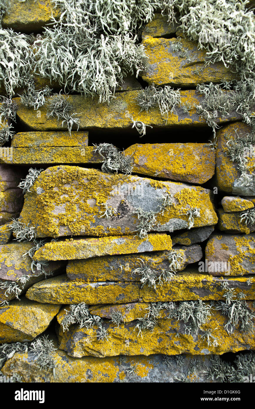 Il Lichen sulle rocce, Broch di Mousa. Mousa isola, Isola delle Shetland e Scozia, Regno Unito, Europa Foto Stock