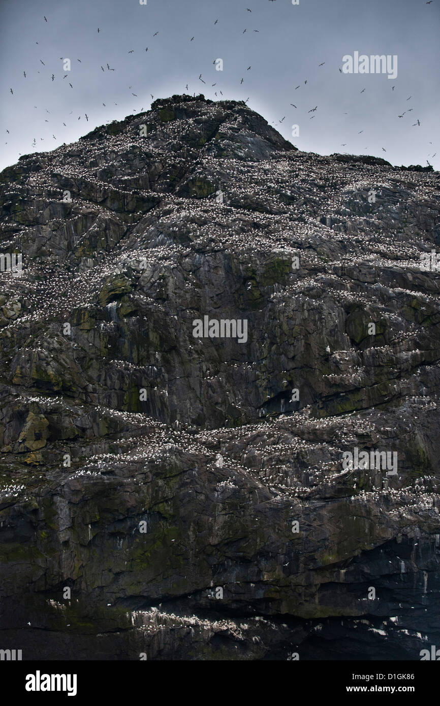 Wild sule (Morus bassanus) colonia, nesting. St Kilda, isole Ebridi Esterne, Scotland, Regno Unito, Europa Foto Stock