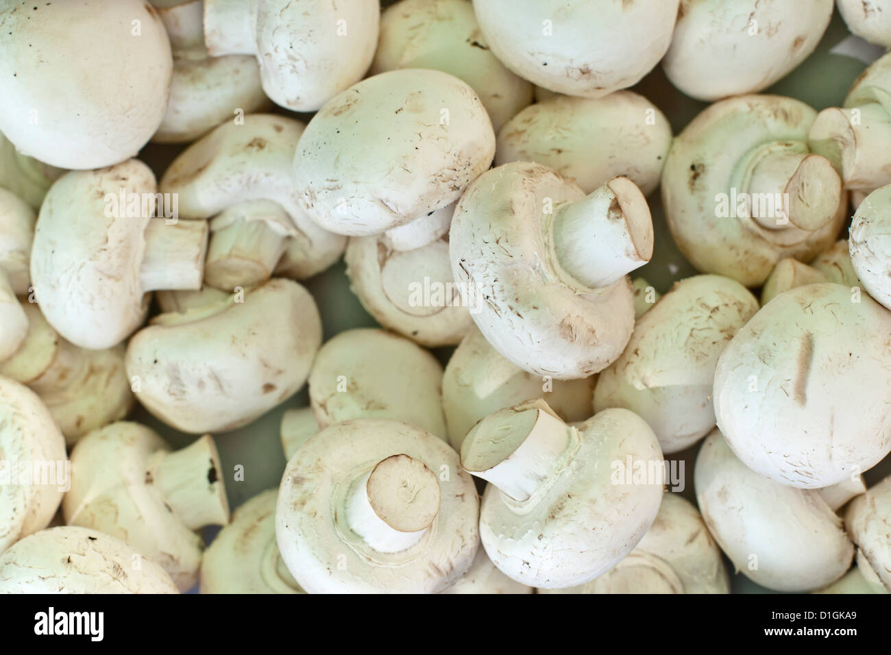 I funghi in vendita presso la domenica mattina mercato, Pollenca, Tramuntana, Maiorca, isole Baleari, Spagna, Europa Foto Stock