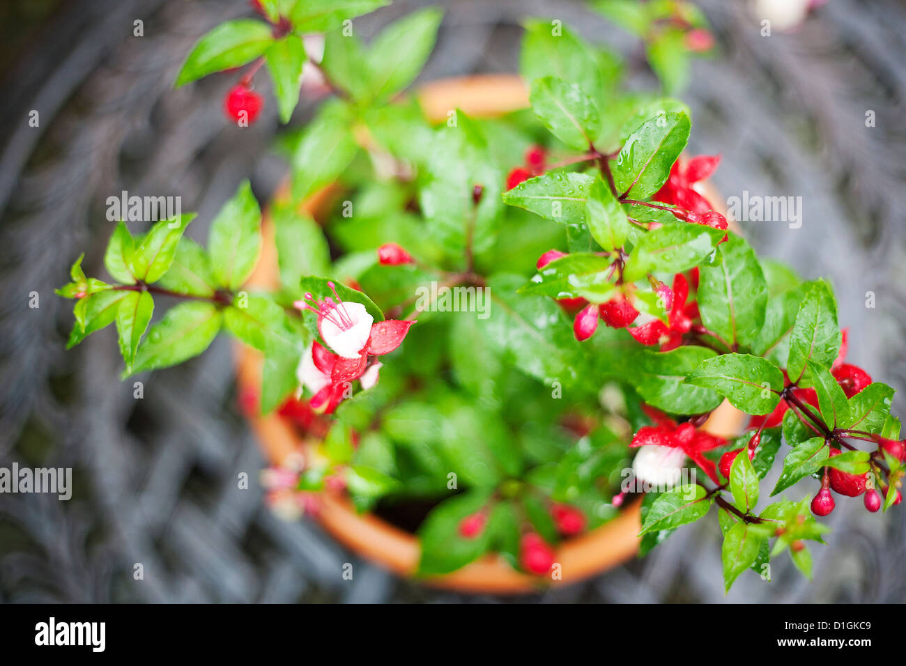 Primo piano di una rosa e bianco impianto fucsia Foto Stock