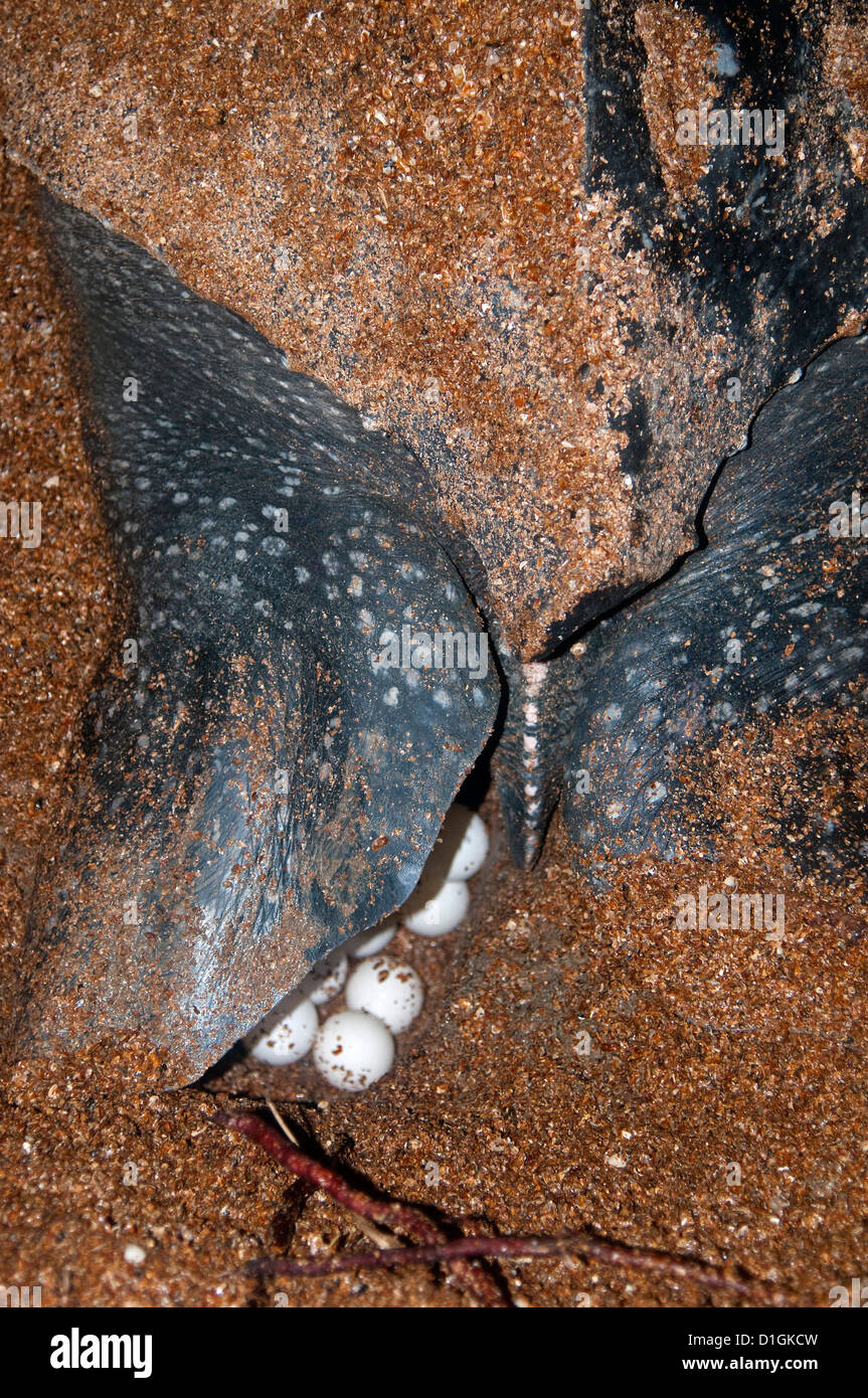 Close-up di liuto tartaruga (Dermochelys coriacea) che mostra le uova essendo prevista, Shell Beach, Guyana, Sud America Foto Stock