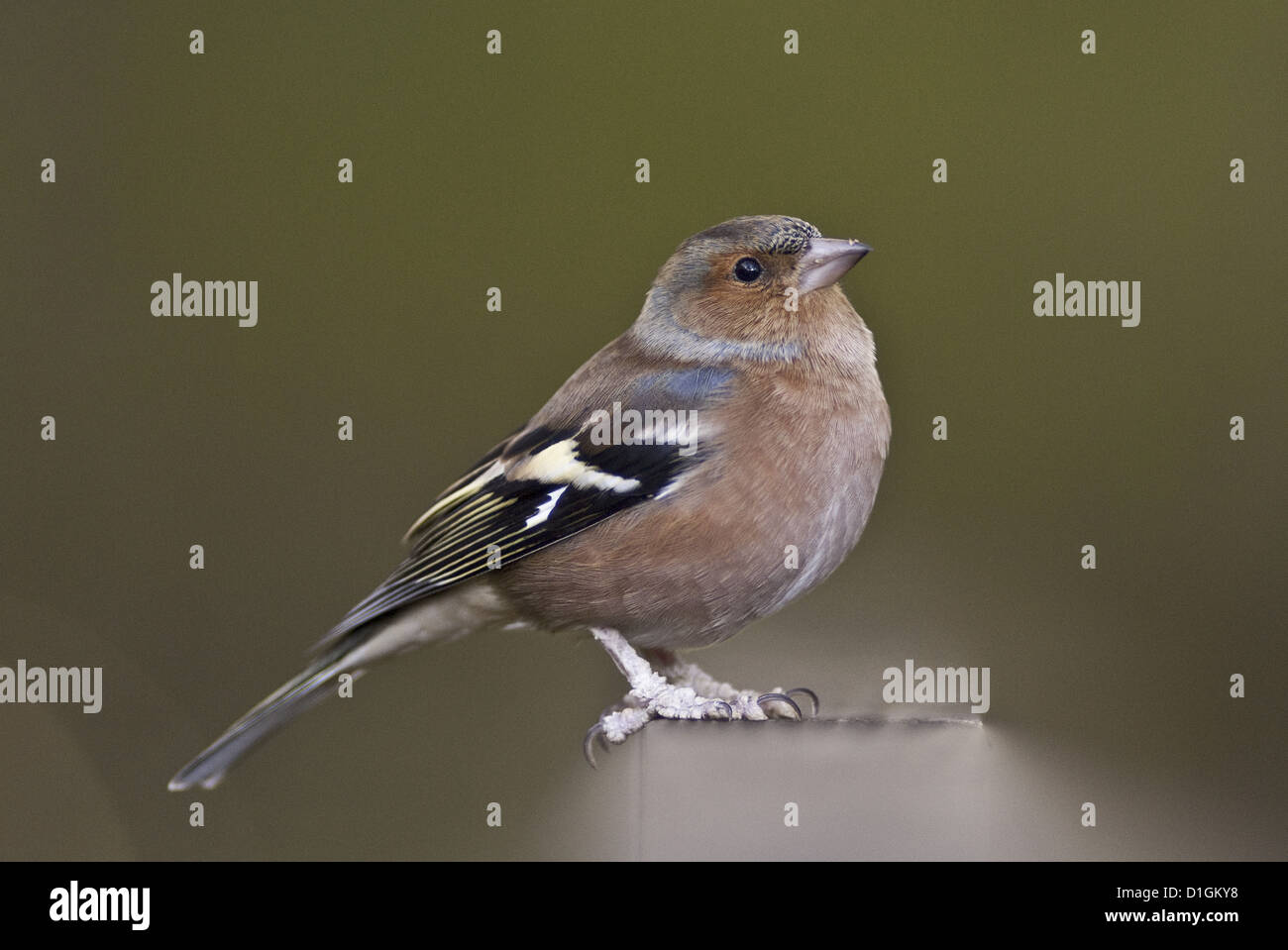 (Fringuello Fringilla coelebs) in un parco boschivo, Regno Unito, Europa Foto Stock