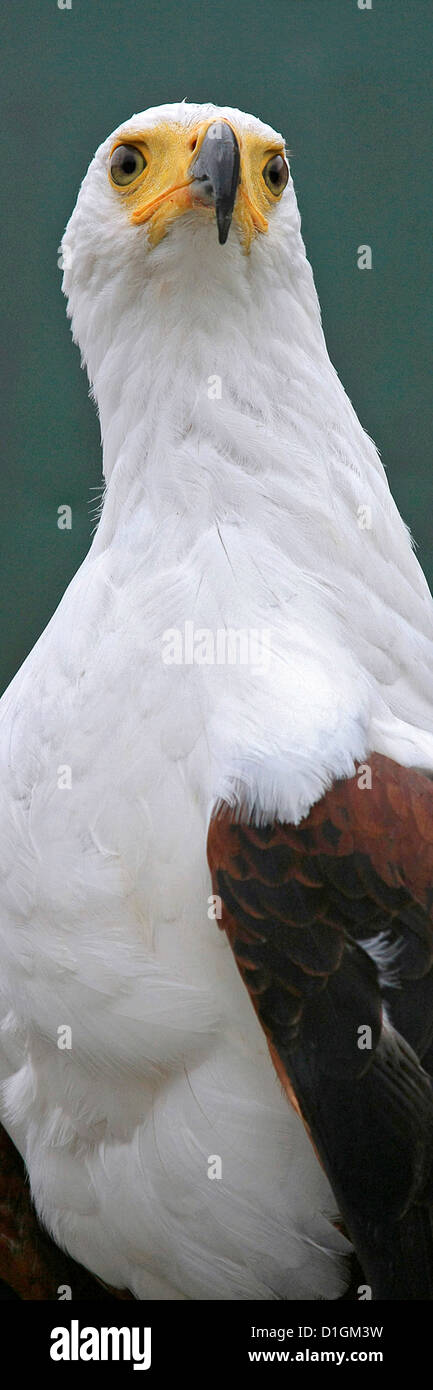 African Fish Eagle Foto Stock