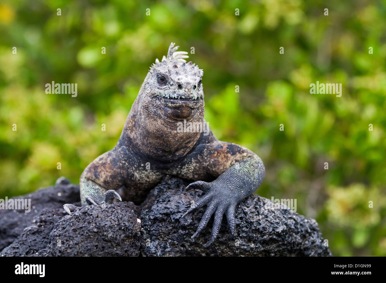 Galapagos iguane marine (Amblyrhynchus cristatus), Fernandina Island, Isole Galapagos, UNESCO sito Heritge, Ecuador Foto Stock