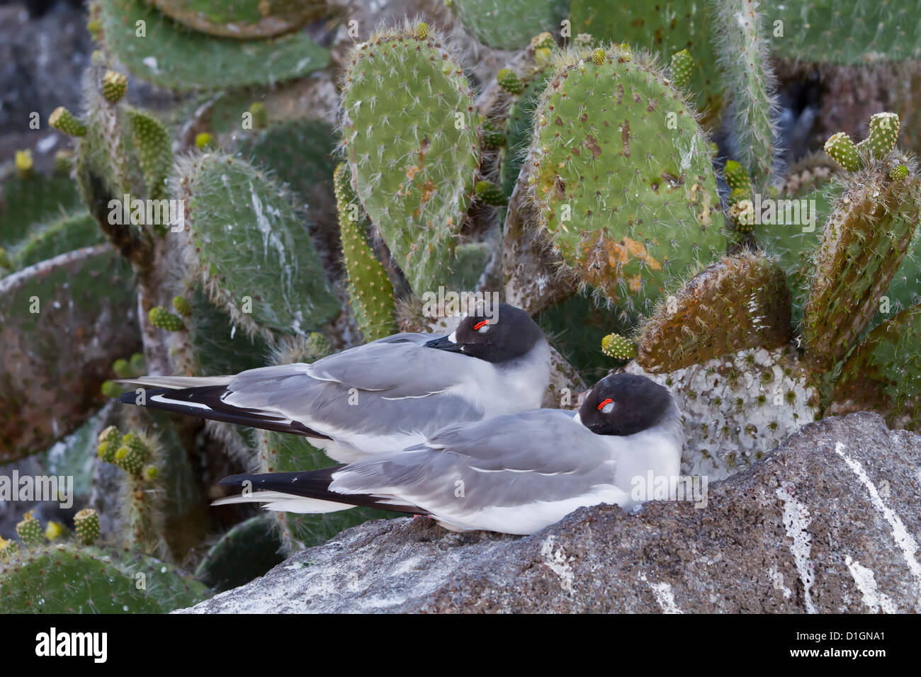 Swallow-tailed gull (Creagrus furcatus), Genovesa Island, Isole Galapagos, UNESCO sito Heritge, Ecuador, Sud America Foto Stock