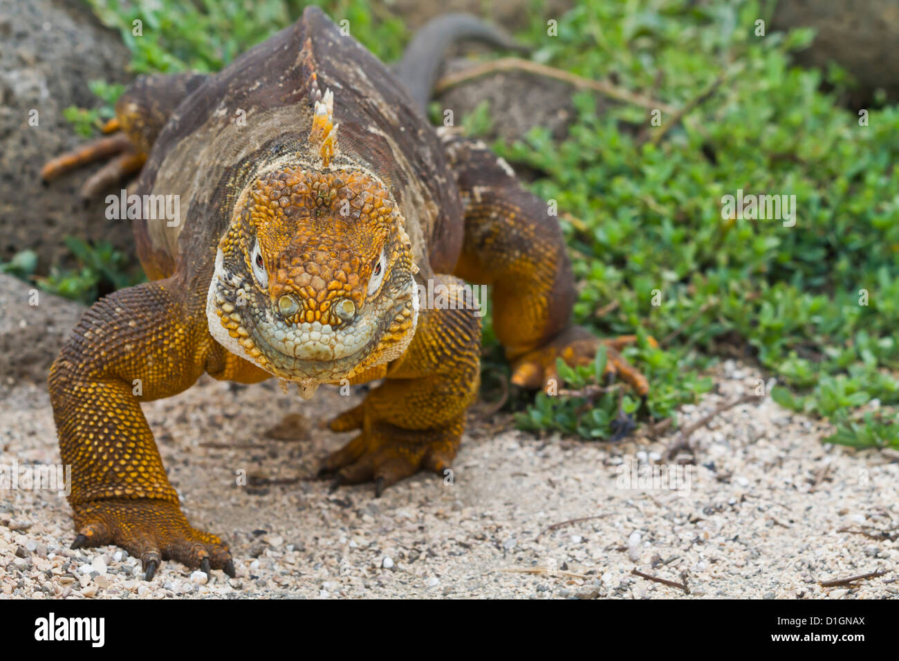 Terra Galapagos iguana (Conolophus subcristatus), North Seymour Island, Isole Galapagos, UNESCO sito Heritge, Ecuador Foto Stock