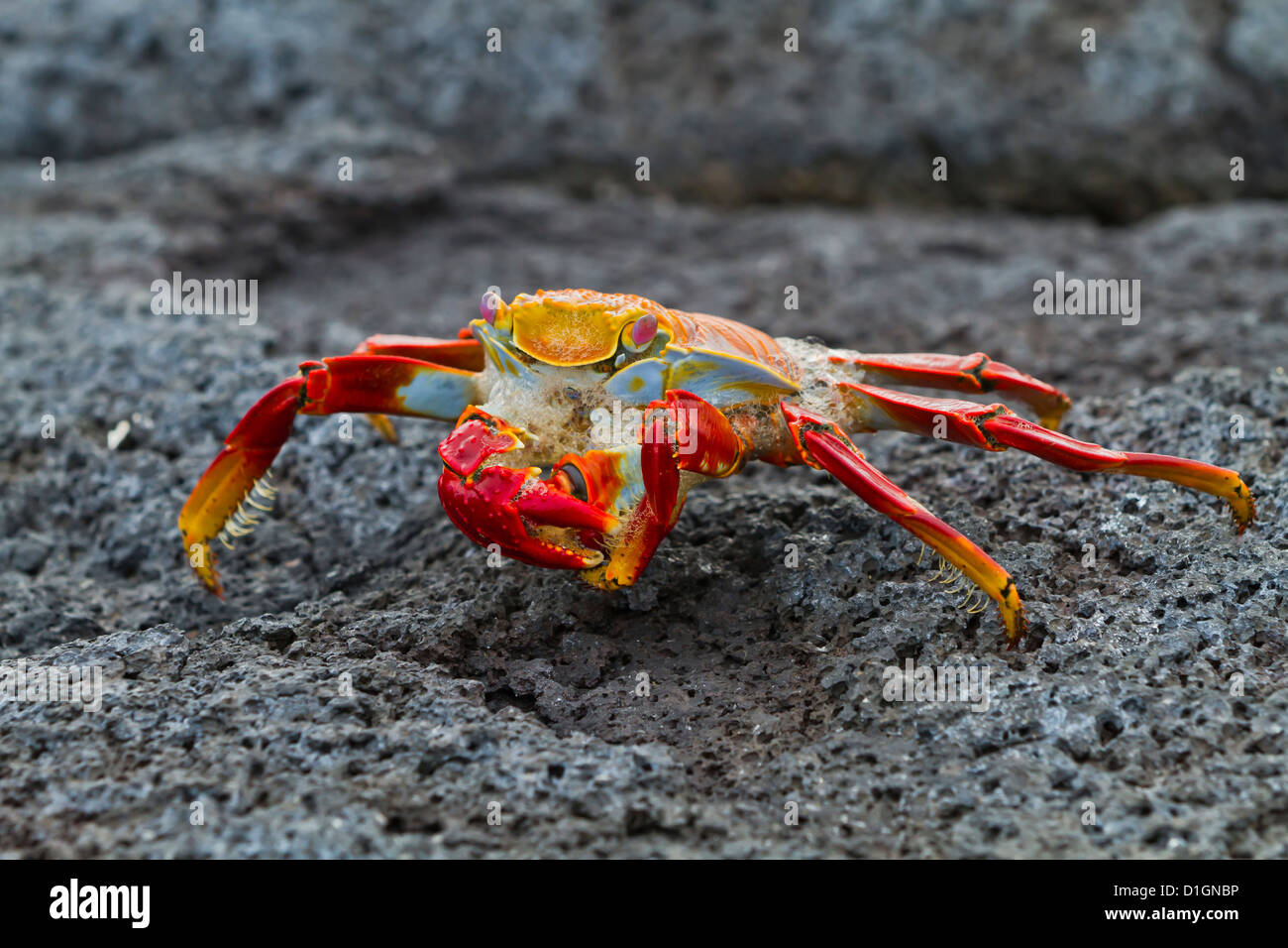 Sally lightfoot crab (Grapsus grapsus), Fernandina Island, Isole Galapagos, Sito Patrimonio Mondiale dell'UNESCO, Ecuador, Sud America Foto Stock
