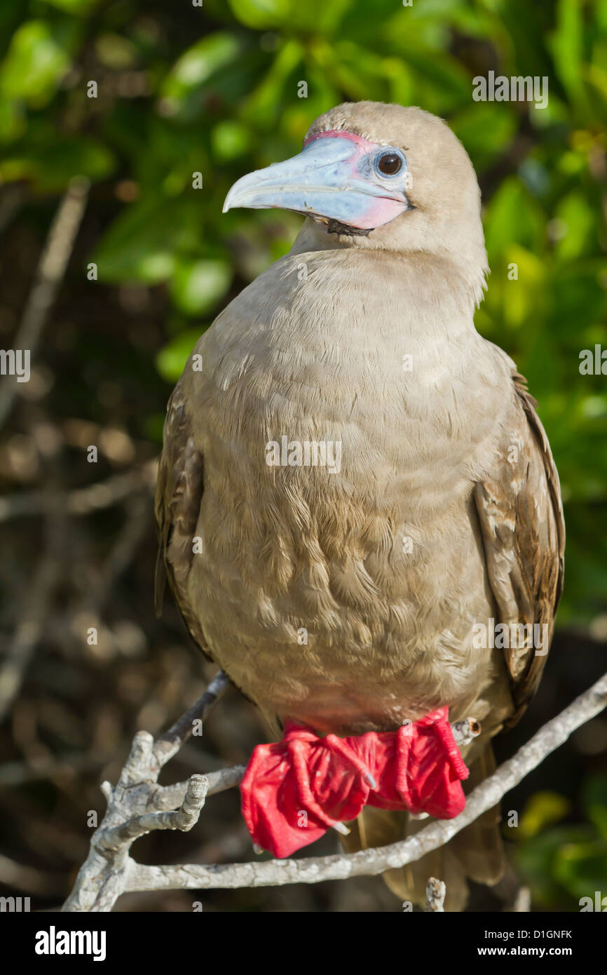 Rosso-footed booby (Sula sula), Genovesa Island, Isole Galapagos, Sito Patrimonio Mondiale dell'UNESCO, Ecuador, Sud America Foto Stock