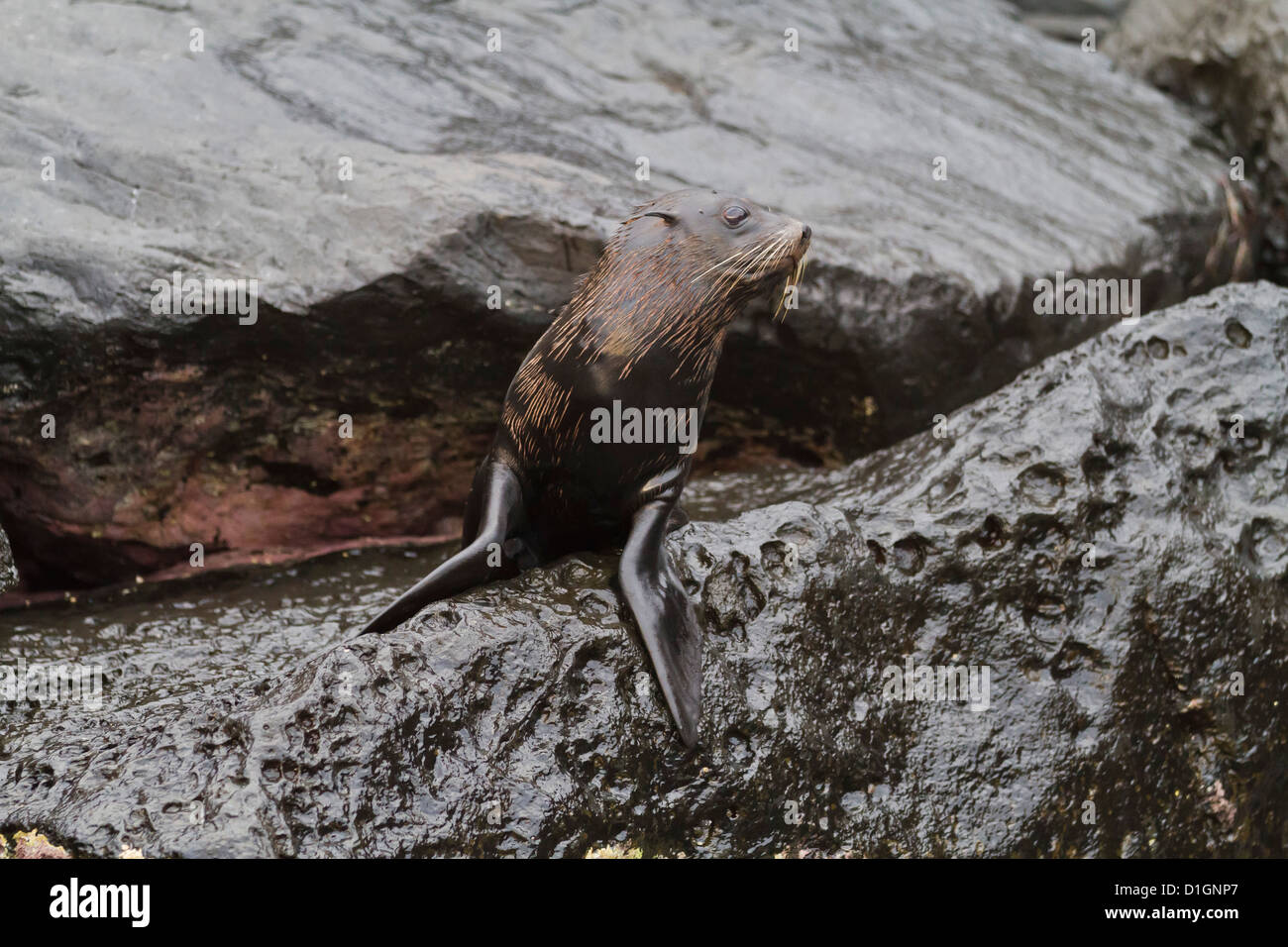 Le Galapagos pelliccia sigillo (Arctocephalus galapagoensis), Isabela Island, Isole Galapagos, Ecuador, Sud America Foto Stock